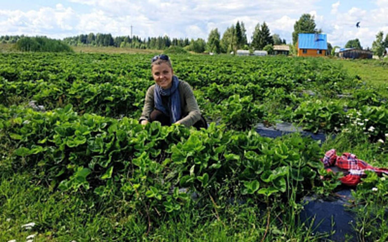 Сотрудники ВИР изучают опыт выращивания клубники в Красноборске