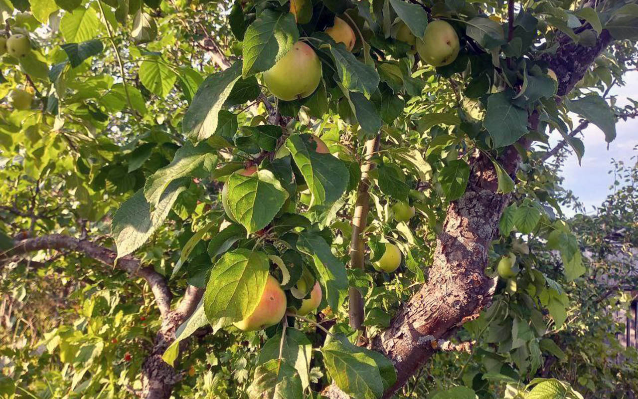 Сорт архангельской яблони войдет в коллекцию генетических ресурсов плодовых культур